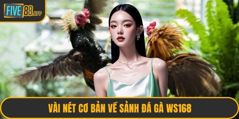 Vài nét cơ bản về sảnh đá gà WS168